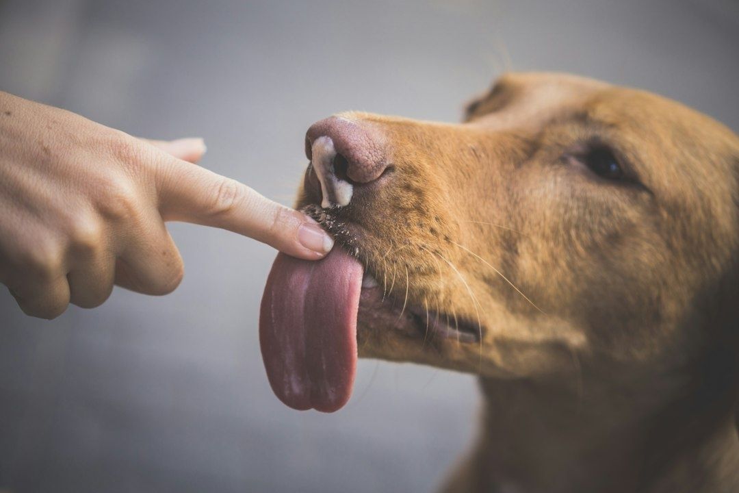 Hund slickar sig om nosen när en hand rör vid munnen
