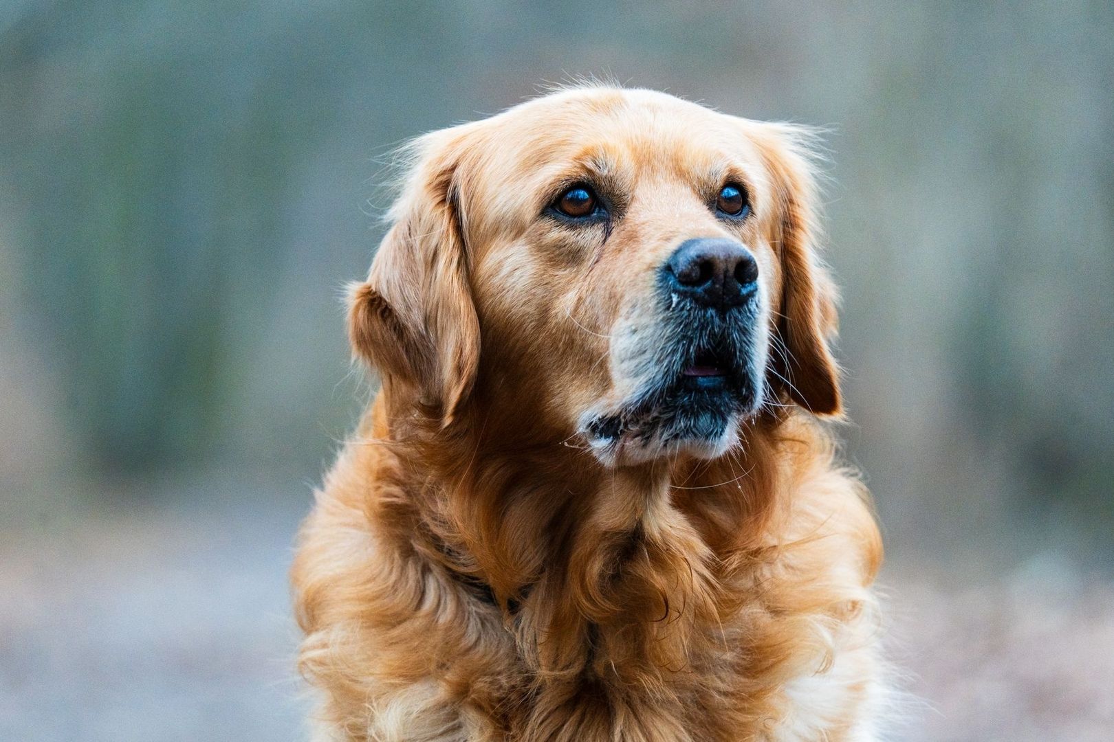 Närbild av en golden retriever, en möjlig besökshund
