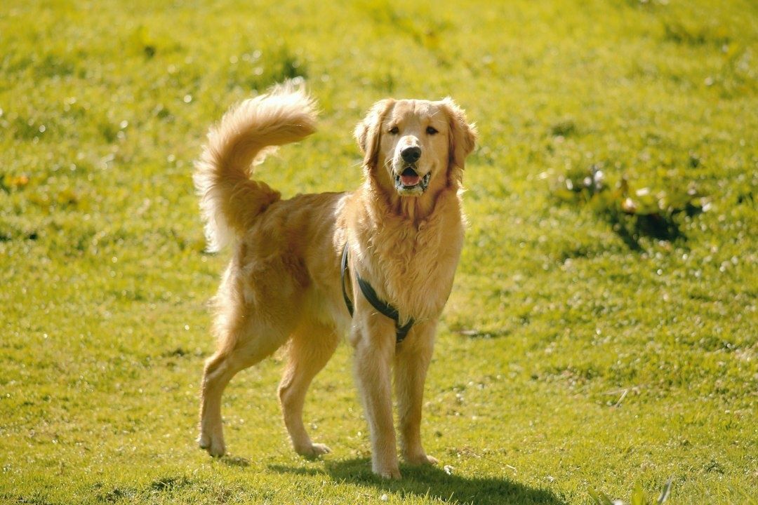 Golden retriever i sele står på en solbelyst gräsmatta